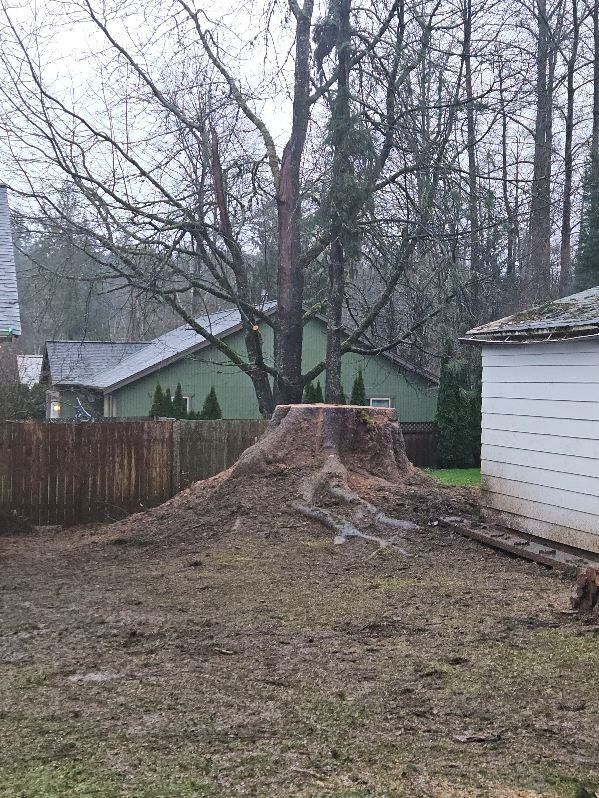 Tree stump in backyard with surrounding mud, fence, and houses.