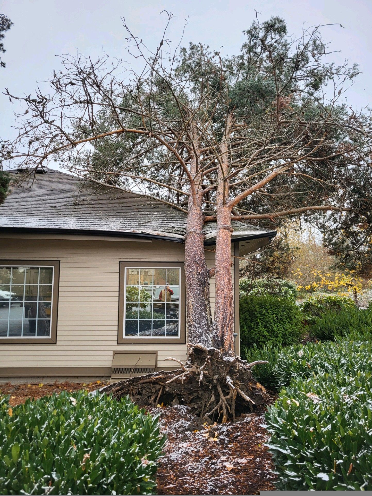 A house with a fallen tree in front of it.