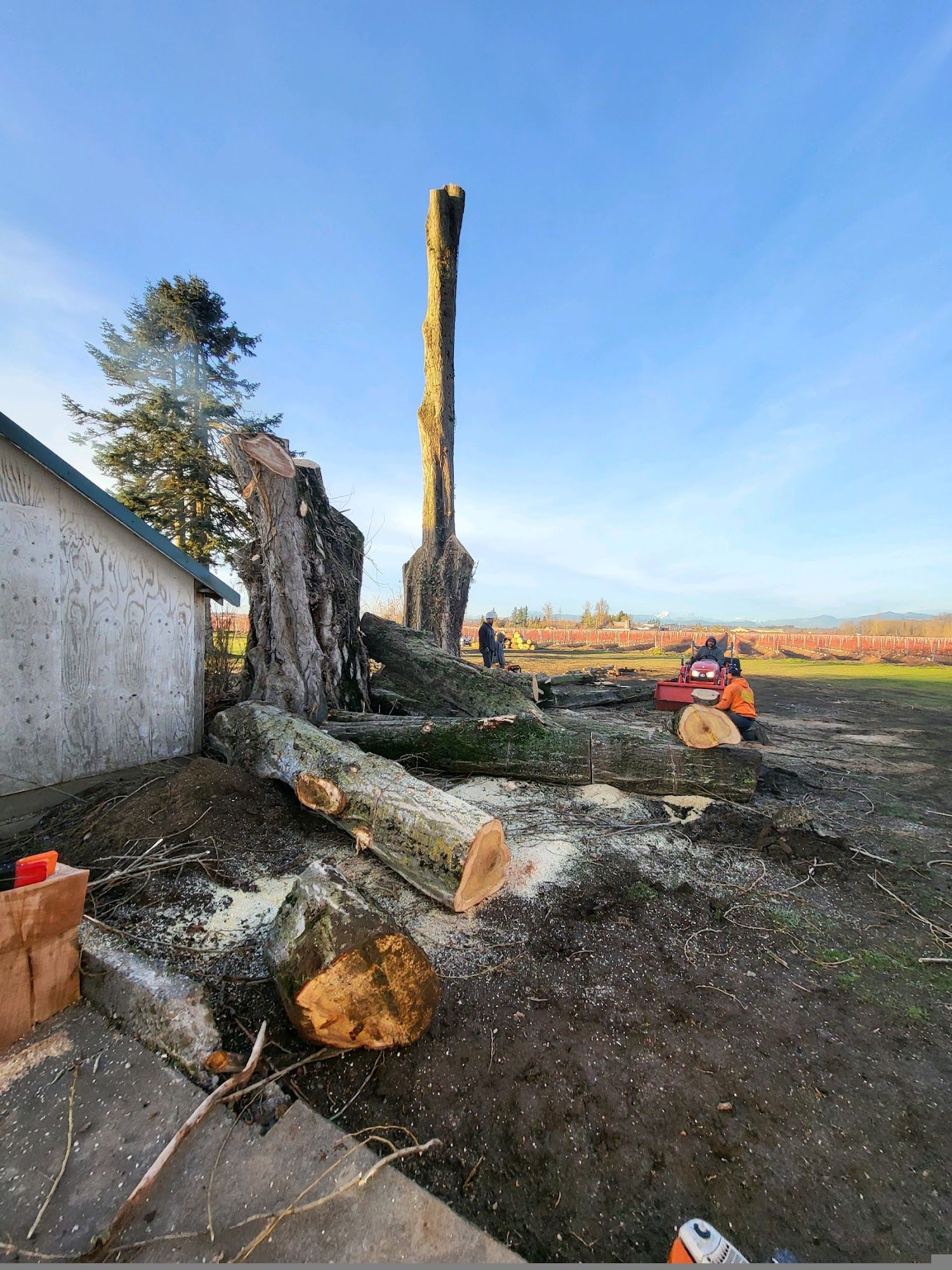 A large tree stump is sitting in the dirt next to a building.