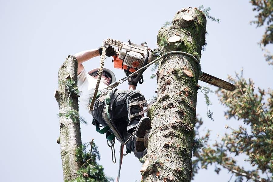 A man is climbing a tree with a chainsaw.