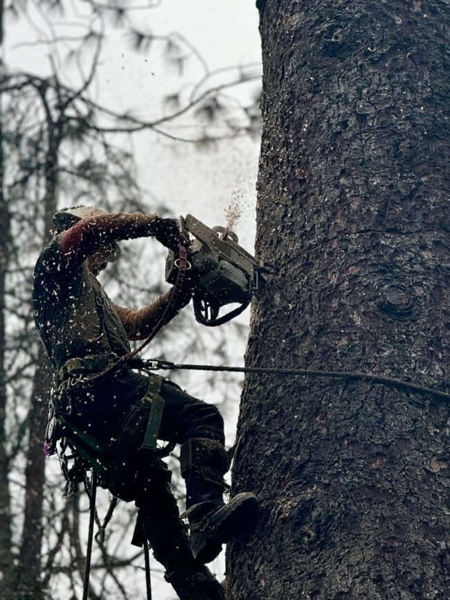 Arborist uses a chainsaw to cut a tree while secured to it with a harness. Sawdust flies.