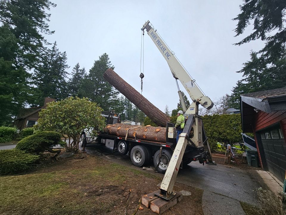 A large log is being lifted by a crane on a truck.