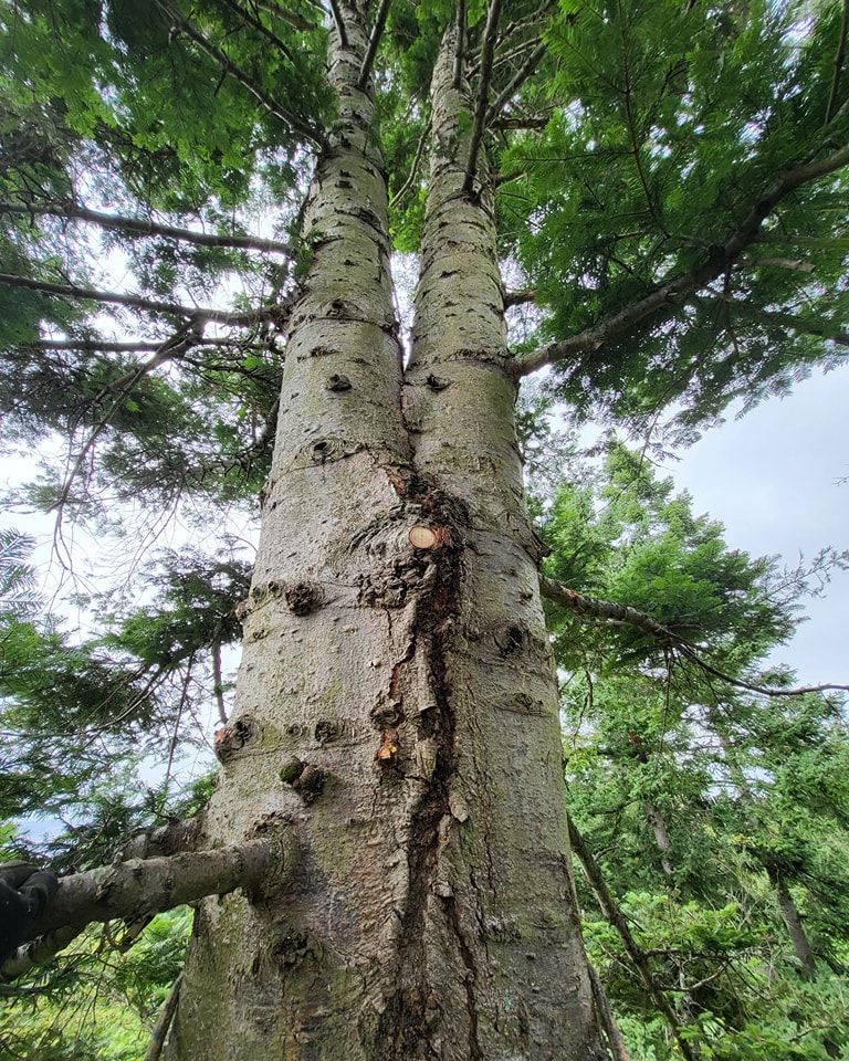 Looking up at a tree with a lot of branches and leaves.