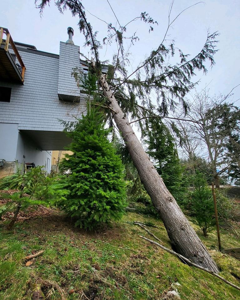 A tree that has fallen in front of a house.