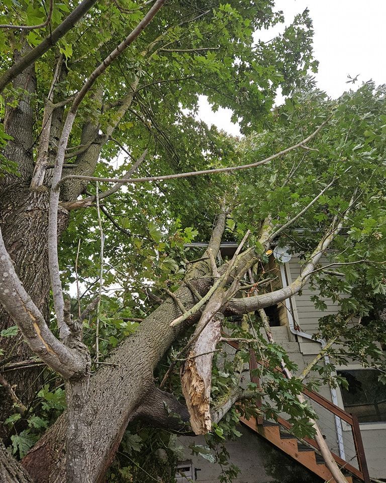 A tree that has fallen on top of a house.