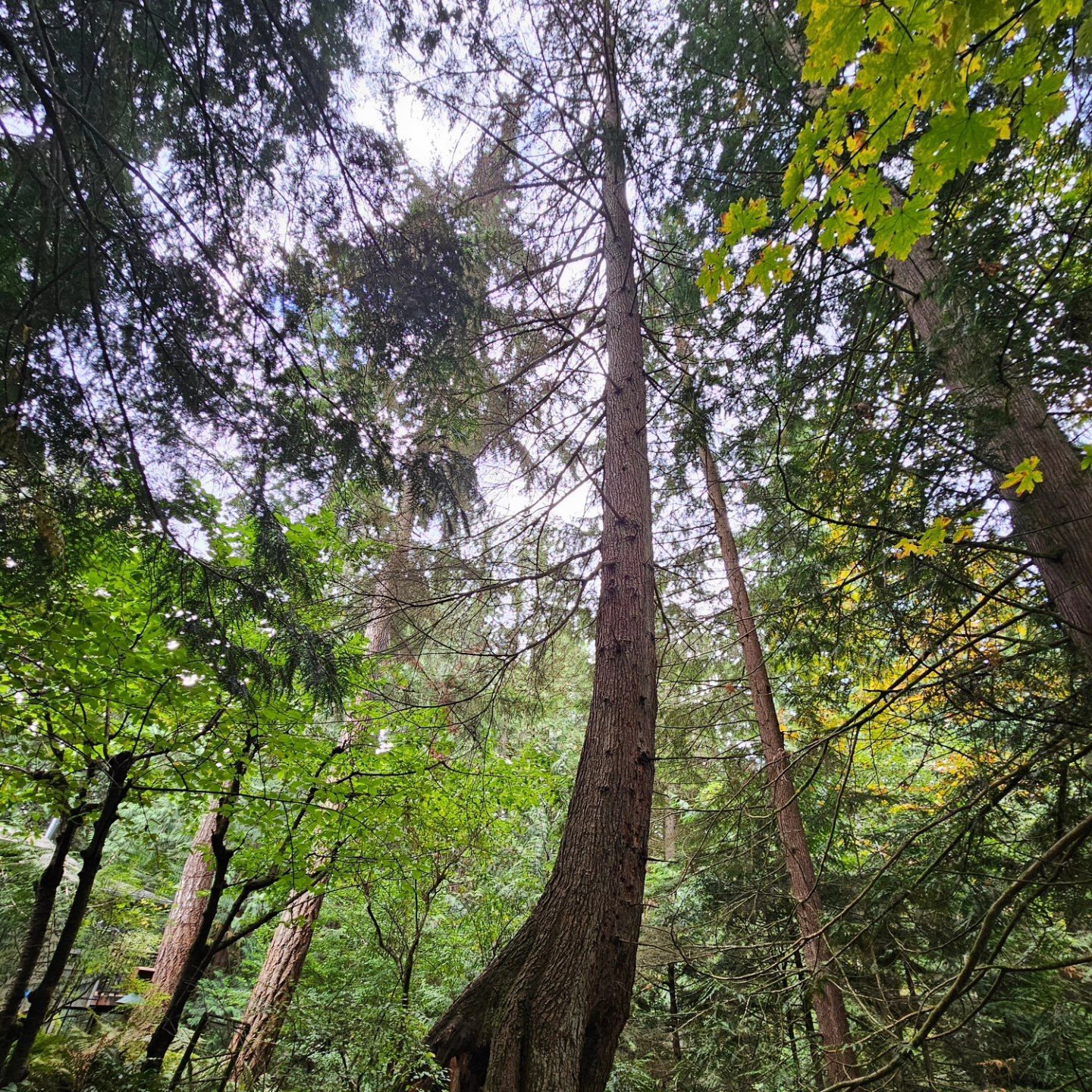 Looking up at a tree in the middle of a forest.