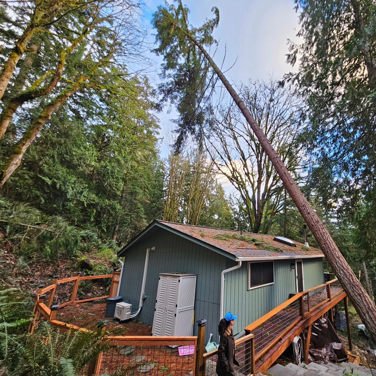 A large tree is fallen on top of a house.