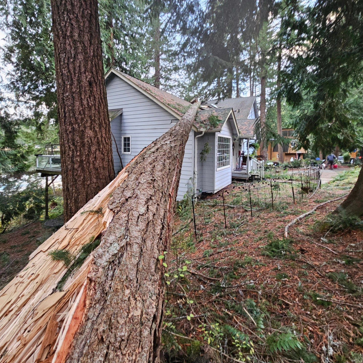 A tree that has fallen on a house.