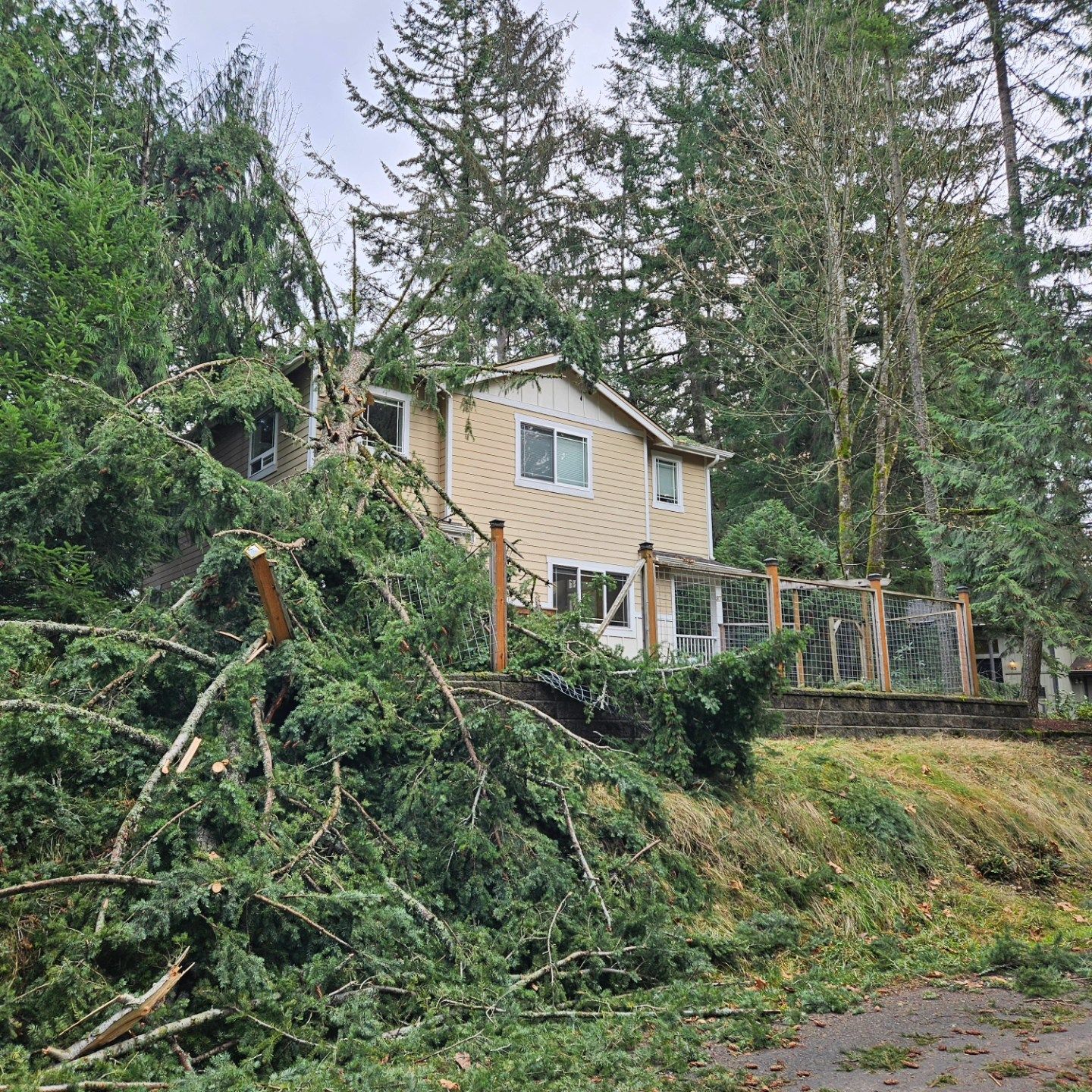 A house with a lot of fallen trees in front of it.