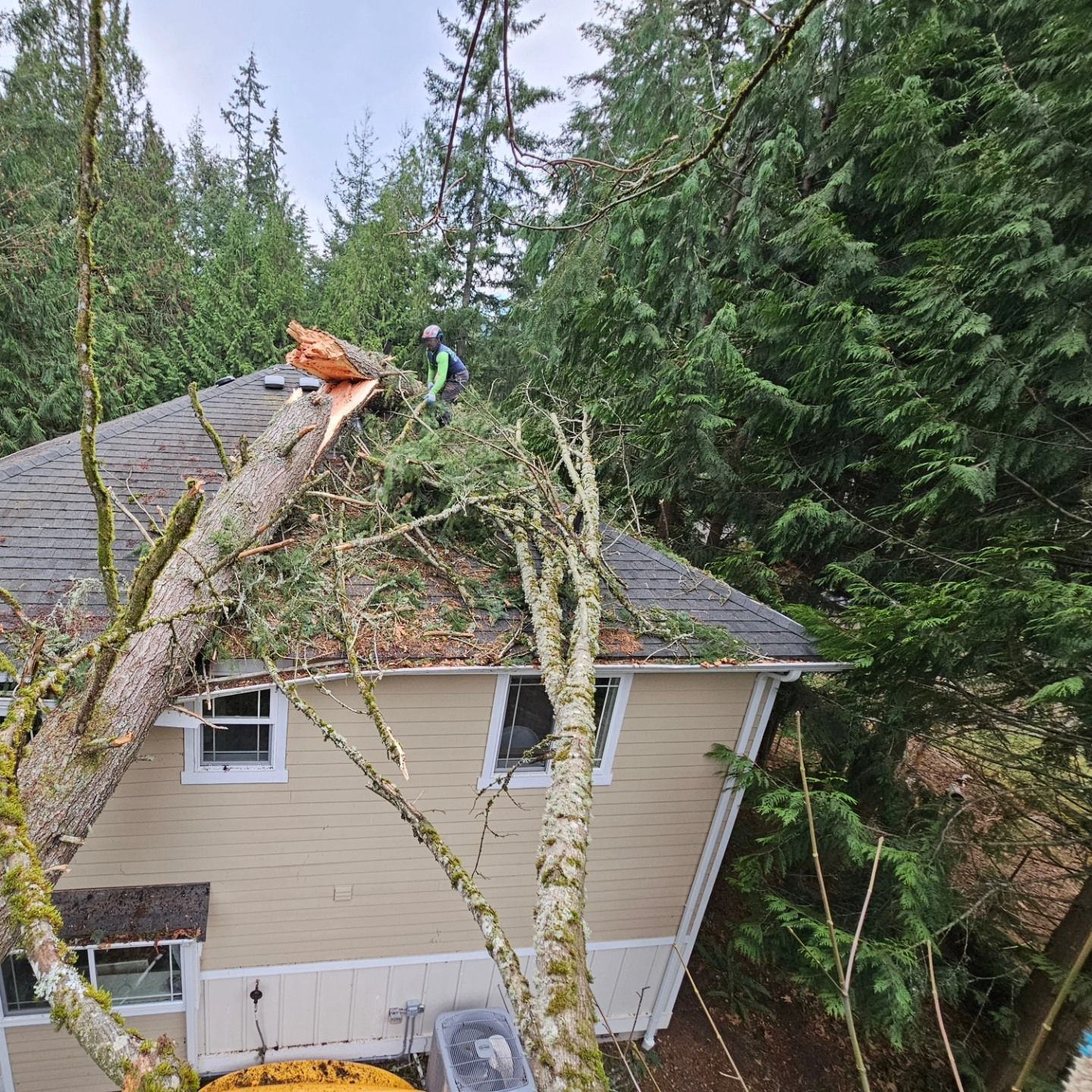 A tree has fallen on the roof of a house.