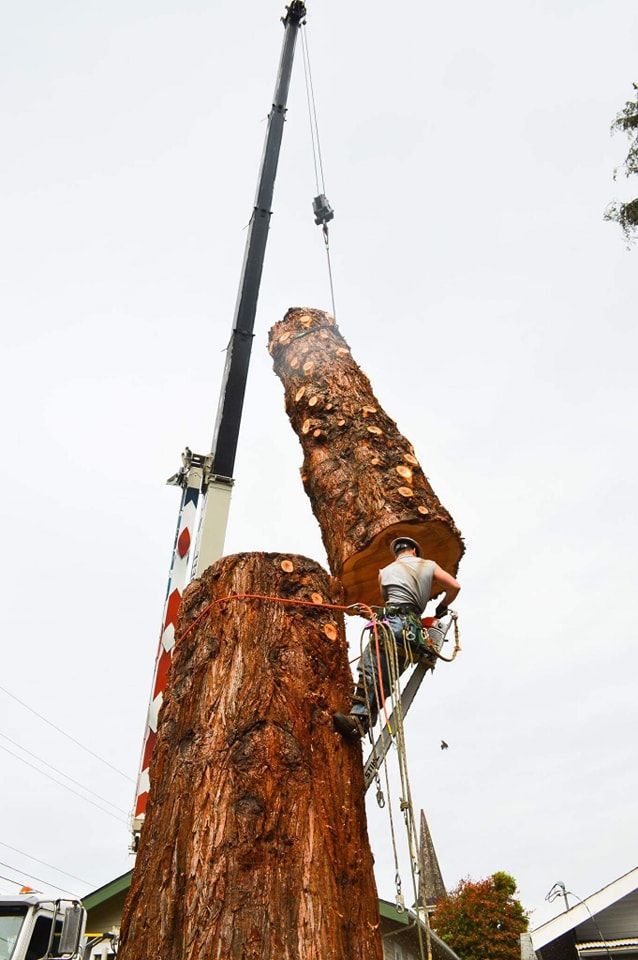 A man is climbing up a tree stump with a crane.