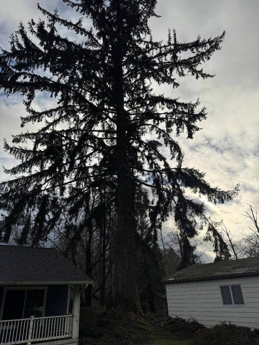 Tall evergreen tree behind two small buildings with overcast sky.