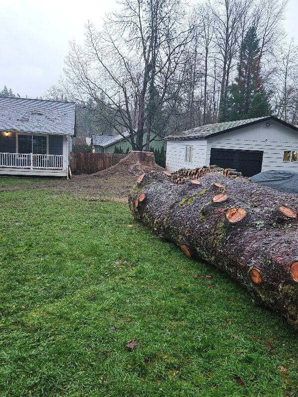 Large felled tree log on green grass, next to a house and shed. Overcast day.