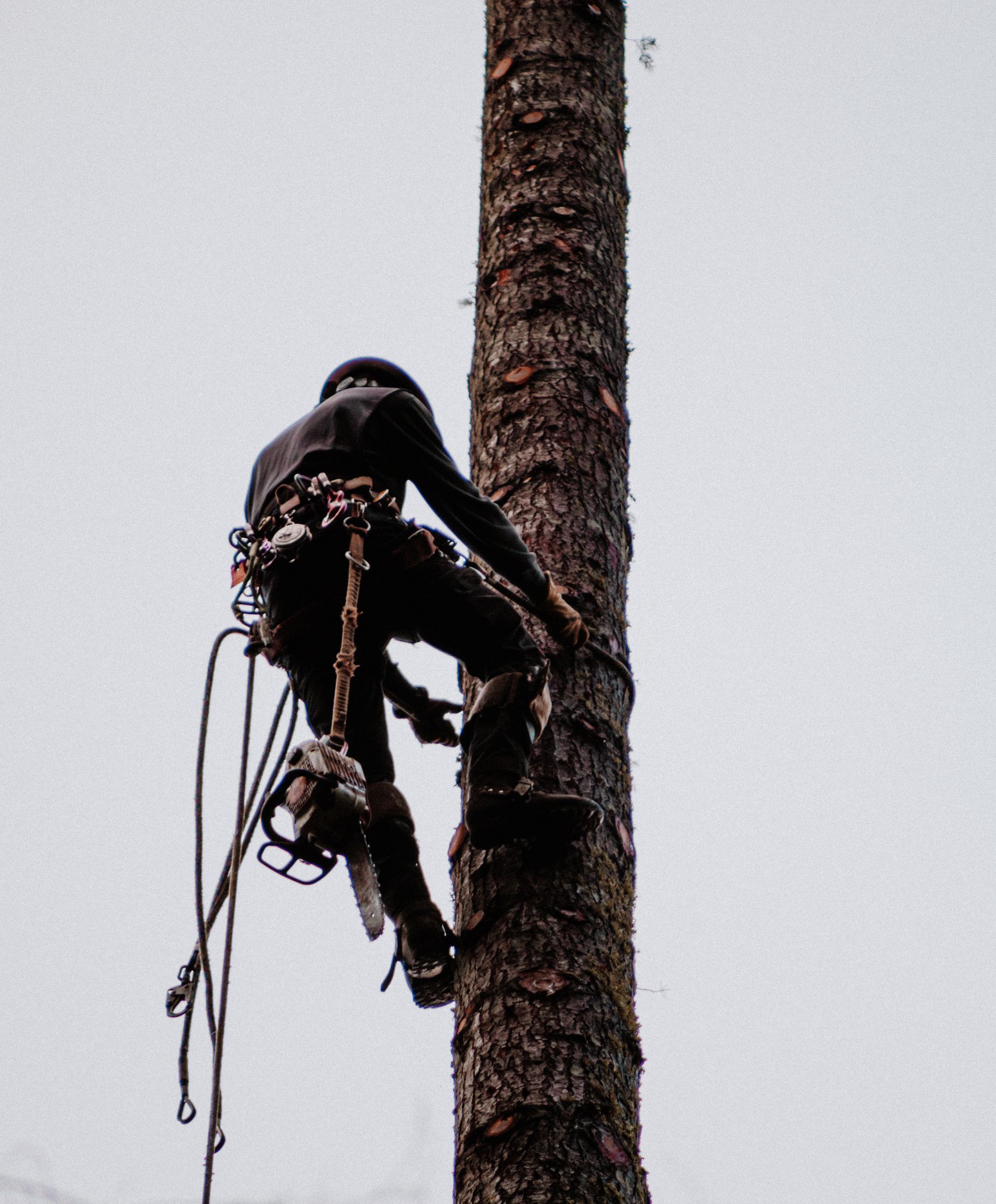 Person in safety gear climbing a tall tree with a chainsaw, against a cloudy sky.