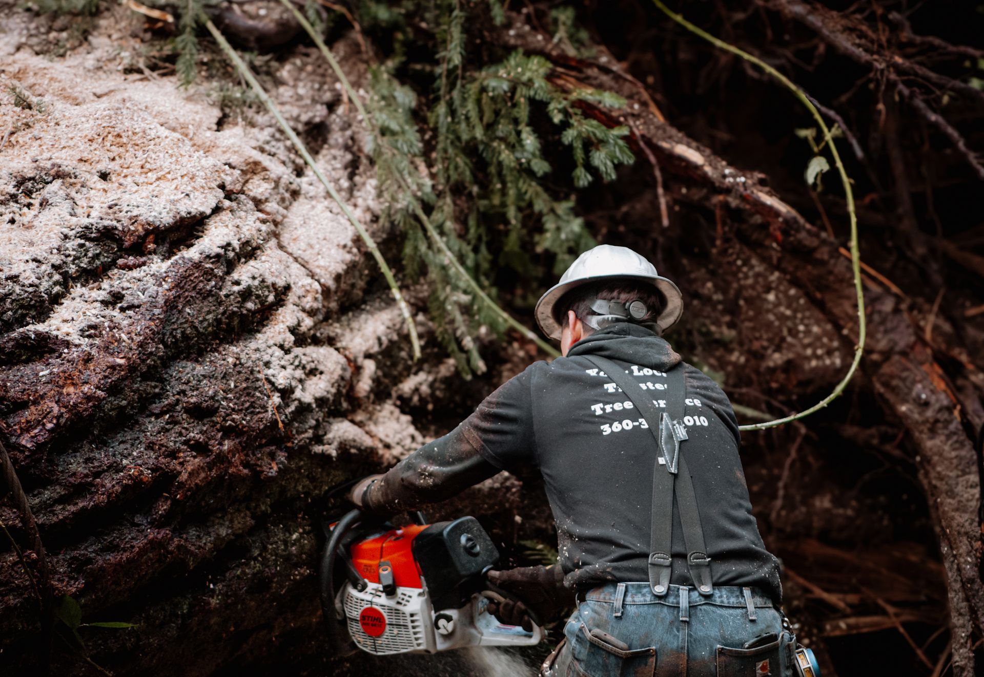 Arborist cutting a large tree trunk with a chainsaw.