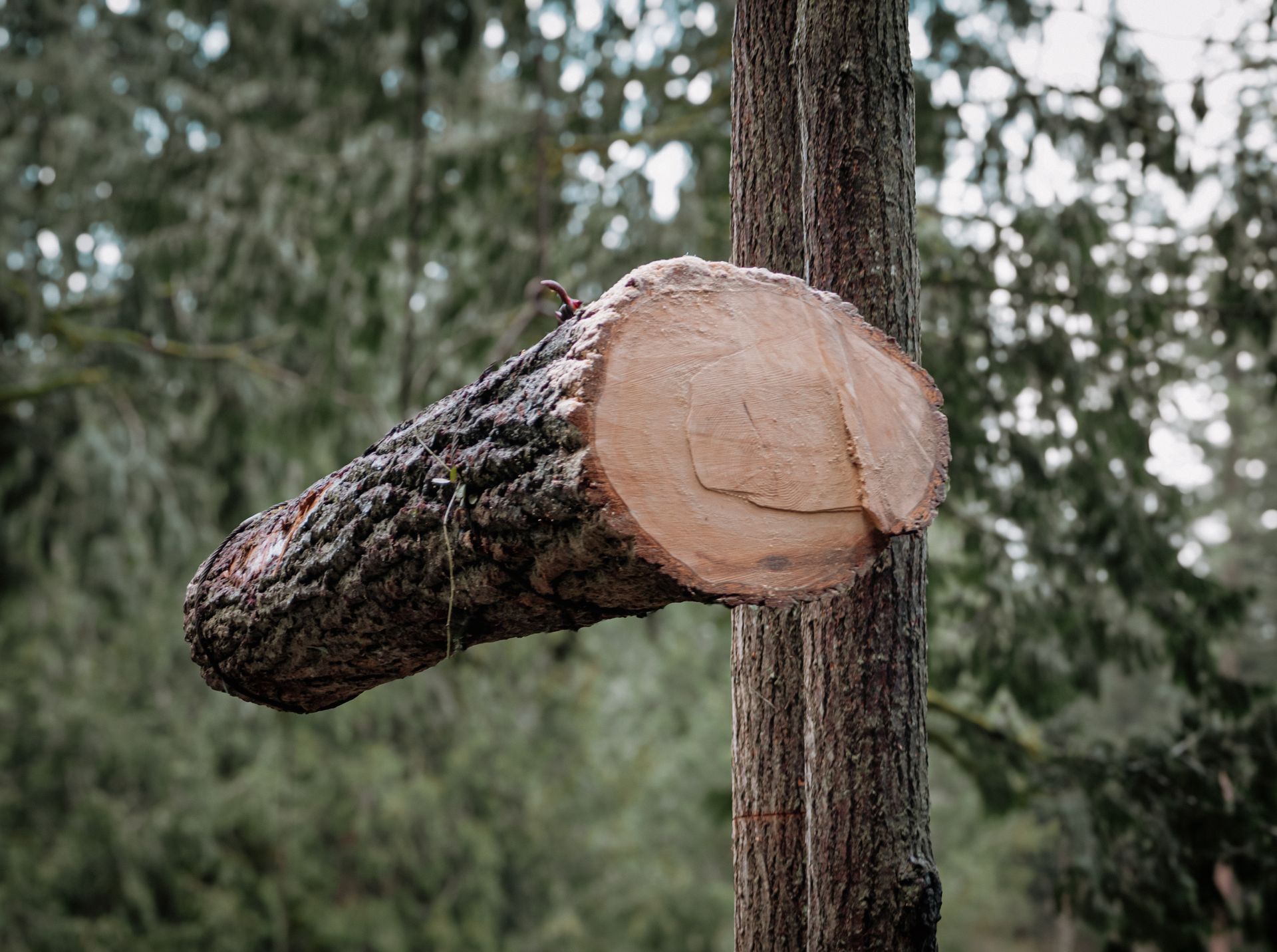 A section of a tree trunk cut and attached to a vertical tree trunk in a forest setting.