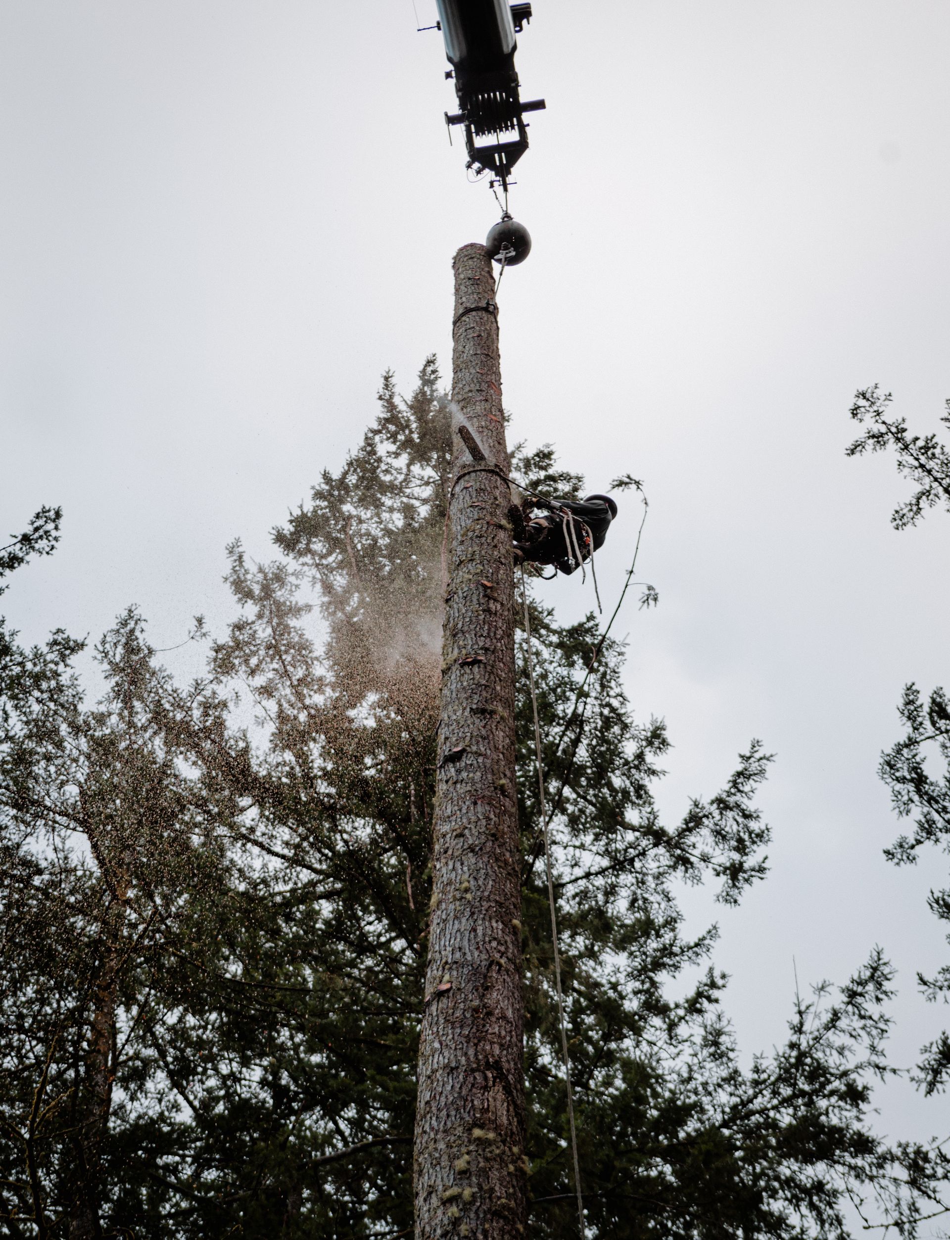 A tree being cut down by a person with a chainsaw high in the air, a cloudy sky.