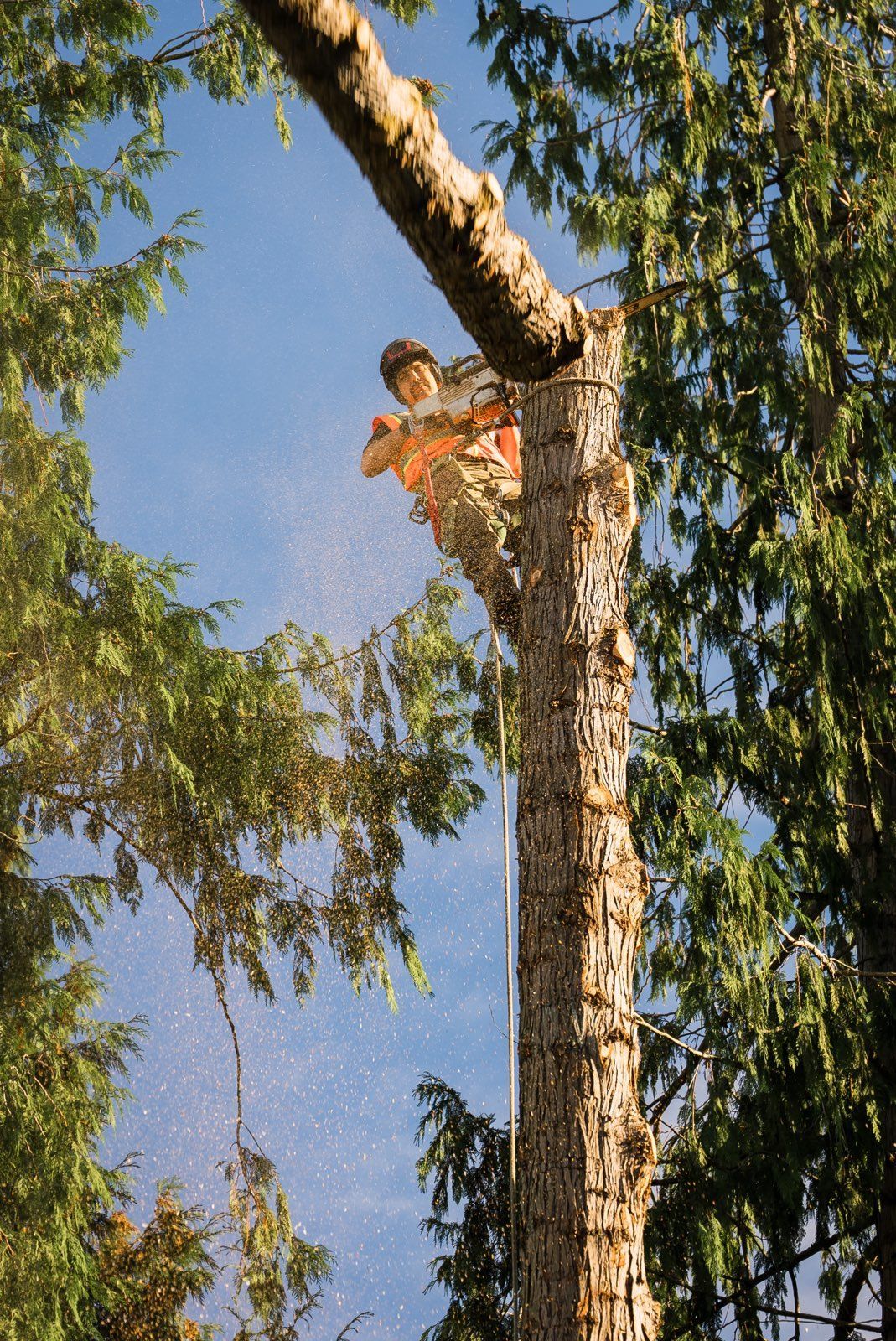 A person high in a tree, using a chainsaw to cut a large branch under a blue sky.