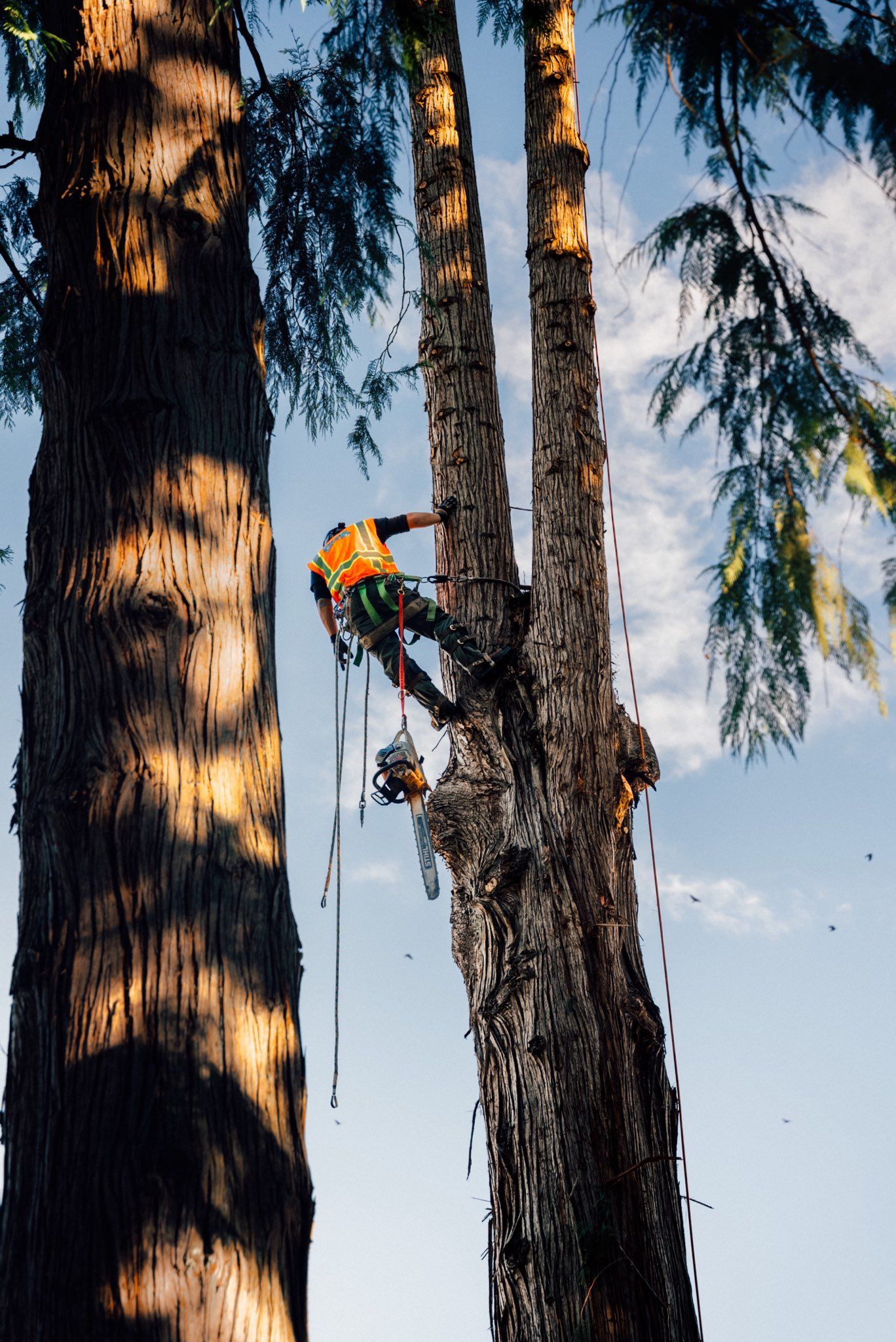 Arborist in an orange vest, climbing a tall tree with ropes and equipment, blue sky in the background.