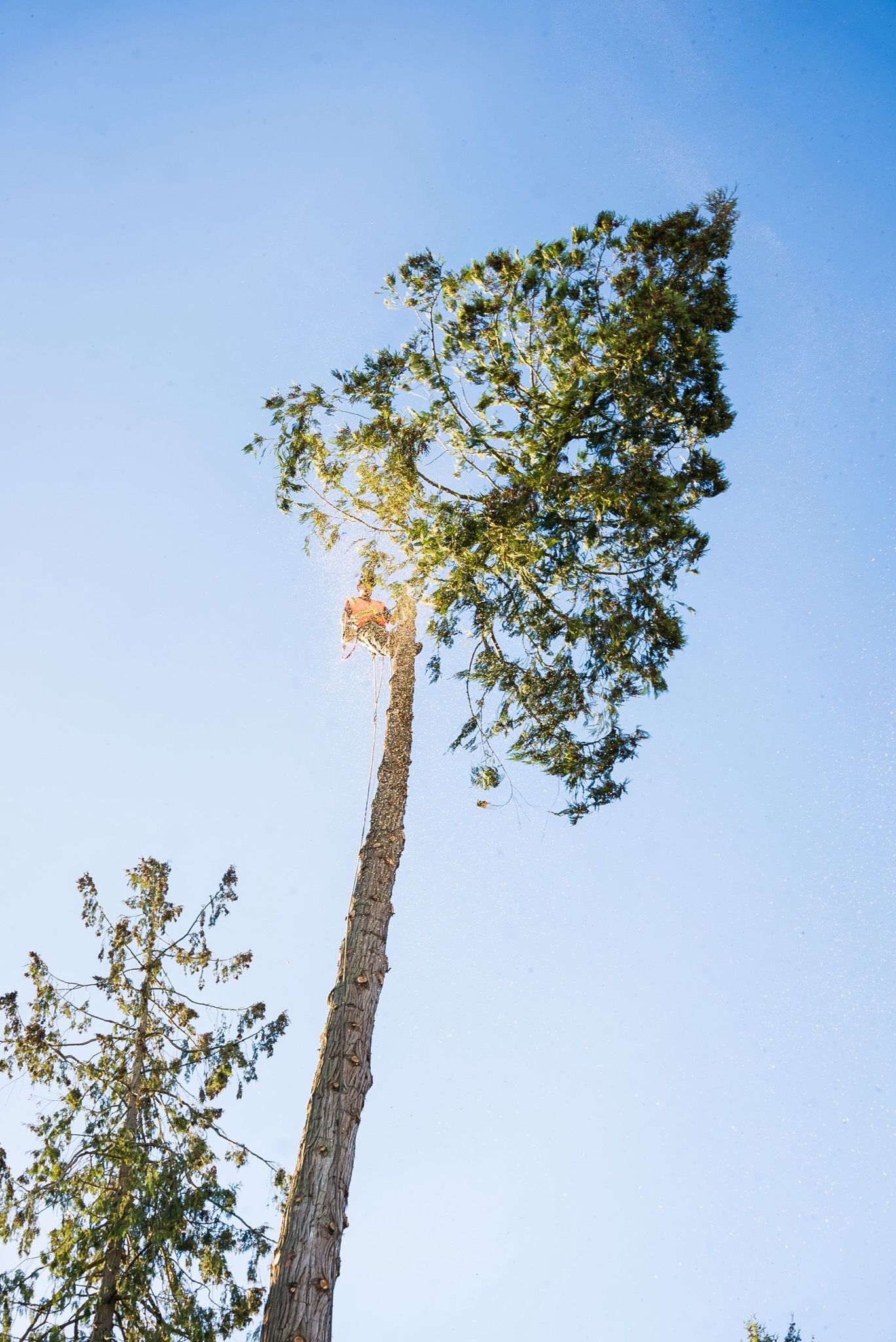 Tall tree against a clear, blue sky, with sunlight shining through the leaves.