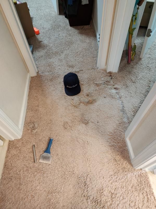 A small dog is laying on a carpet in a living room.