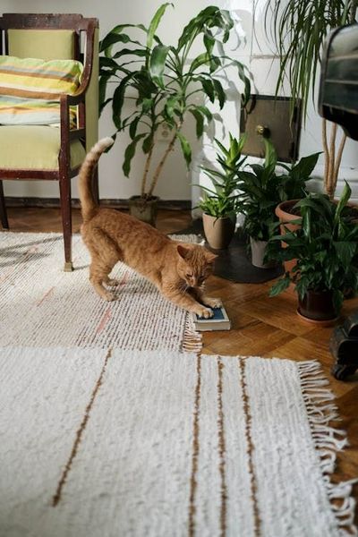 A cat is playing with a book on a rug in a living room.