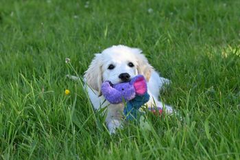 A puppy is laying in the grass with a toy in its mouth.