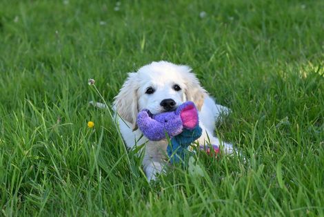 A puppy is laying in the grass with a toy in its mouth.