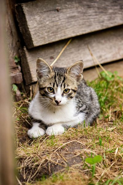 A gray and white cat is laying in the grass next to a wooden fence.