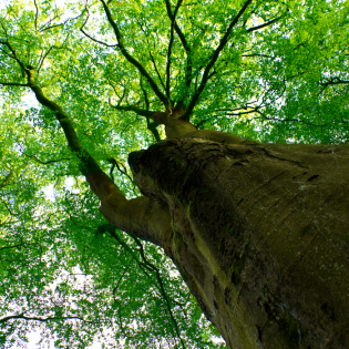 Low-angle view of a tall tree trunk with bright green leaves against the sky
