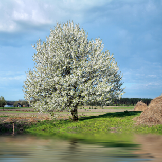 Blossoming white tree by a grassy field beside calm water under a cloudy blue sky
