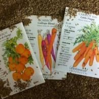 Three seed packets with colorful carrot varieties on a carpeted floor