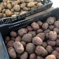 Crates of unwashed potatoes, including red and tan varieties, piled in a produce market.