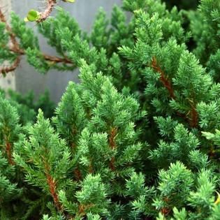 Dense green evergreen shrub with needle-like foliage and reddish-brown stems