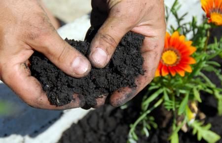 Hands holding dark soil with a marigold plant in the background