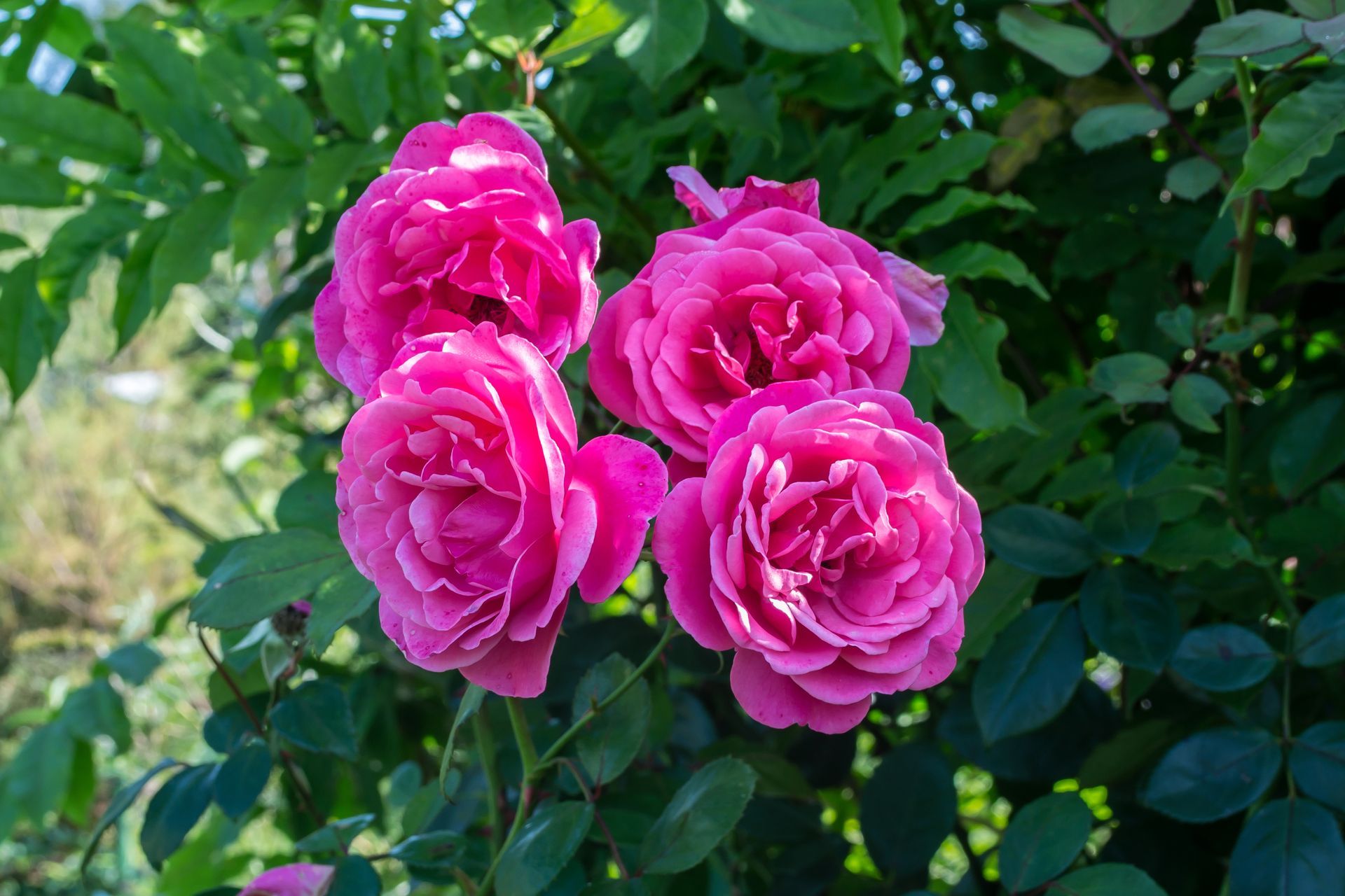 Cluster of bright pink roses blooming среди green leaves in a garden