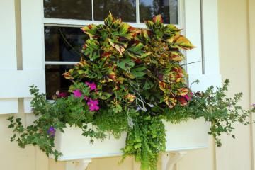 Potted colorful foliage plant on a windowsill with trailing green vines in front of a house window