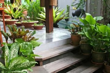 Lush potted tropical plants beside wooden steps and a tiled patio in a garden courtyard