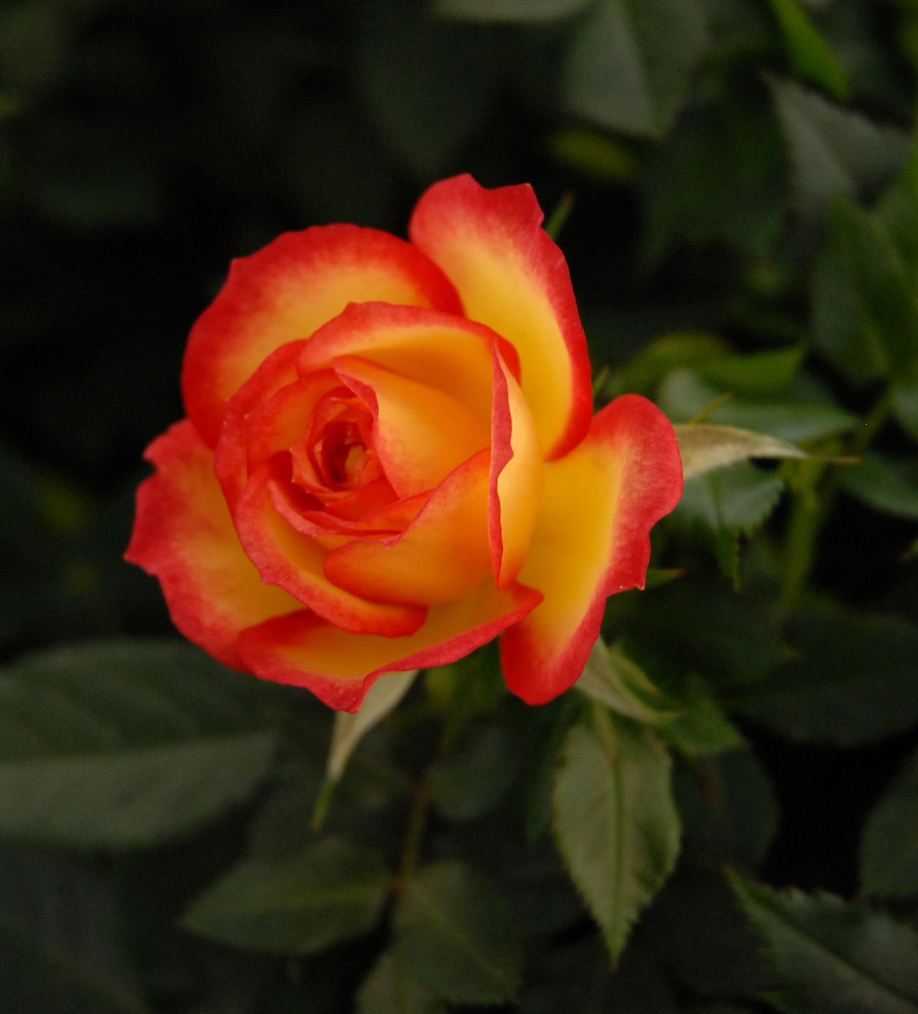 Close-up of a red-and-yellow rose against dark green leaves