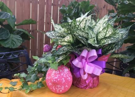 Decorative potted plant with green-and-white leaves, pink ribbon, and a pink Easter egg on a wooden table