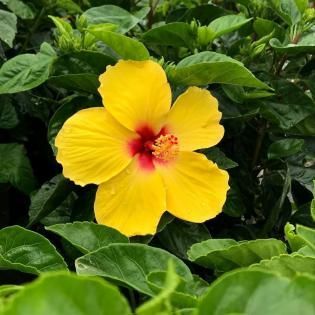 Yellow hibiscus flower with a red center among green leaves