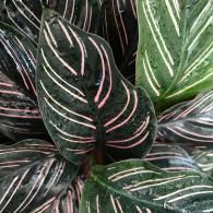 Close-up of green tropical leaves with pink and white striped veins