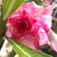 Close-up of a pink and white flower with green leaves