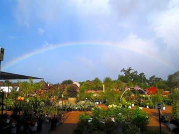Garden center with colorful plants under a faint rainbow in a cloudy sky