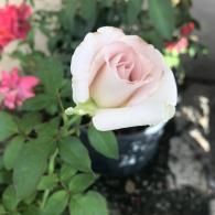 Close-up of a pale pink rose blooming in a garden pot, with green leaves and blurred flowers behind.