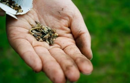 A hand holding small seeds over a blurred green background