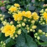 Yellow flowers blooming among green leaves and unopened buds