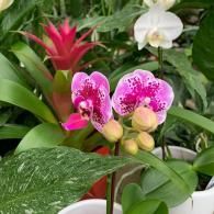 Pink-and-white orchids blooming among green foliage in a garden setting