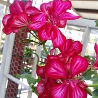 Bright pink flowers blooming on a vine beside a window and white railing