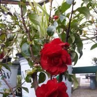 Red roses blooming on a vine with green leaves outdoors.